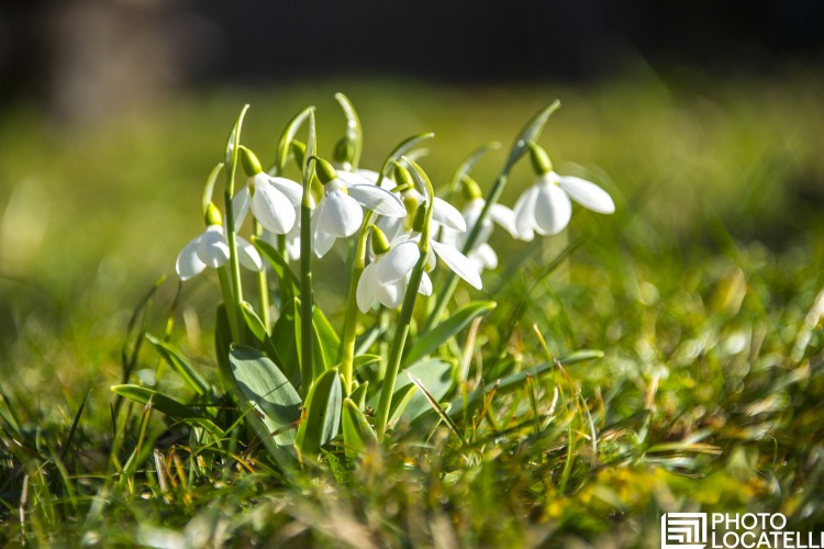 Fiori di prato